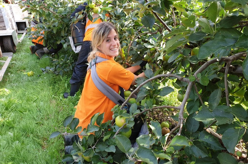Broadwater Farm Job Summer Fruit Picking
